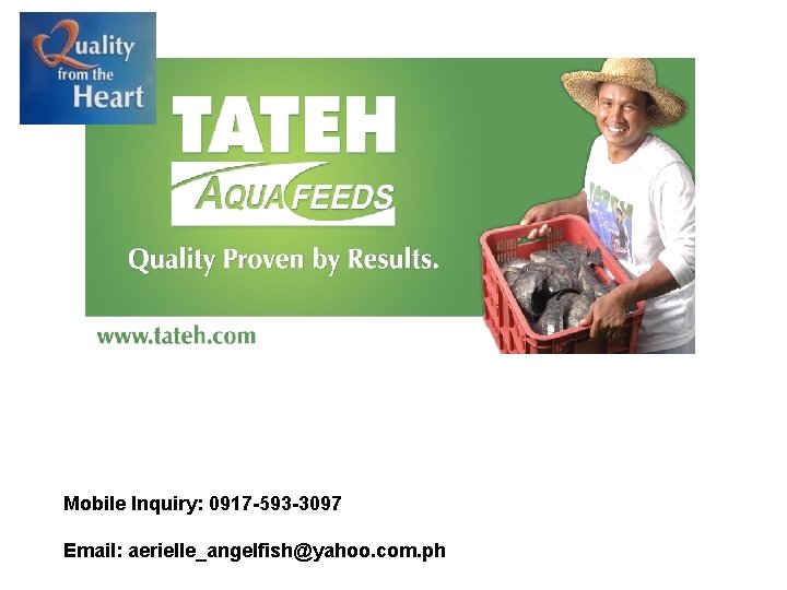 Mobile Inquiry: 0917 -593 -3097 Email: aerielle_angelfish@yahoo. com. ph 