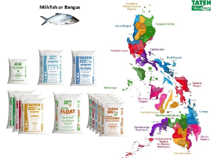 Milkfish or Bangus 