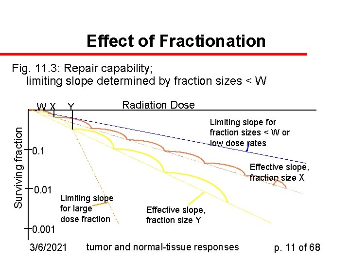Effect of Fractionation Fig. 11. 3: Repair capability; limiting slope determined by fraction sizes