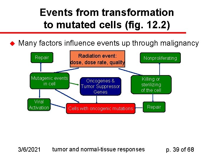 Events from transformation to mutated cells (fig. 12. 2) u Many factors influence events