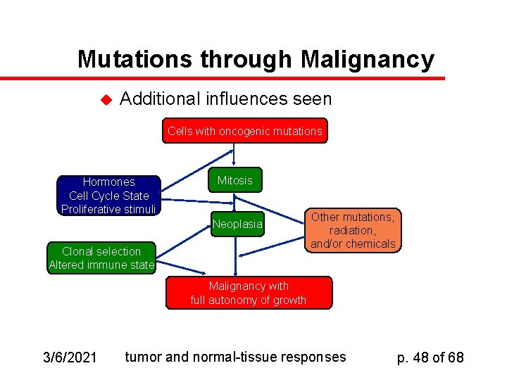 Mutations through Malignancy u Additional influences seen Cells with oncogenic mutations Hormones Cell Cycle