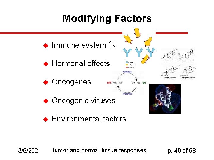 Modifying Factors 3/6/2021 u Immune system u Hormonal effects u Oncogenes u Oncogenic viruses