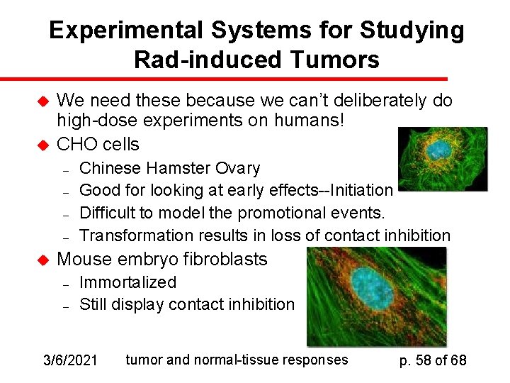 Experimental Systems for Studying Rad-induced Tumors u u We need these because we can’t