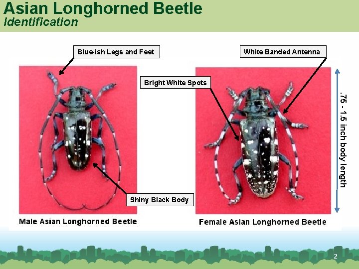 Asian Longhorned Beetle Identification Blue-ish Legs and Feet White Banded Antenna Bright White Spots