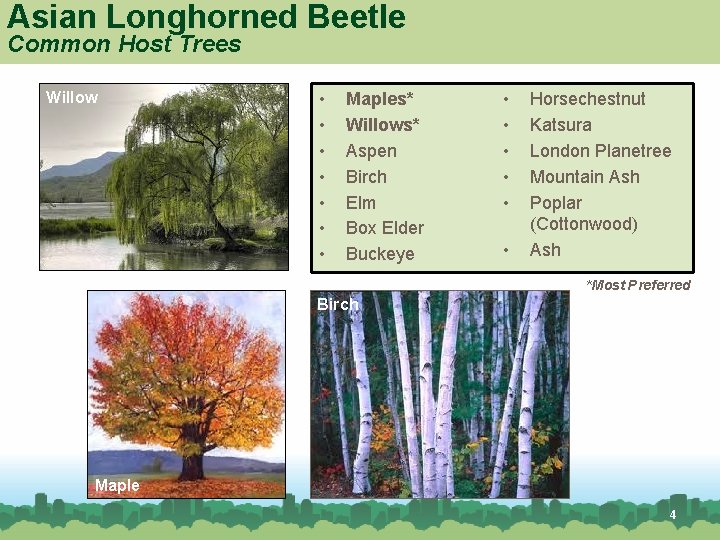 Asian Longhorned Beetle Common Host Trees Willow • • Maples* Willows* Aspen Birch Elm