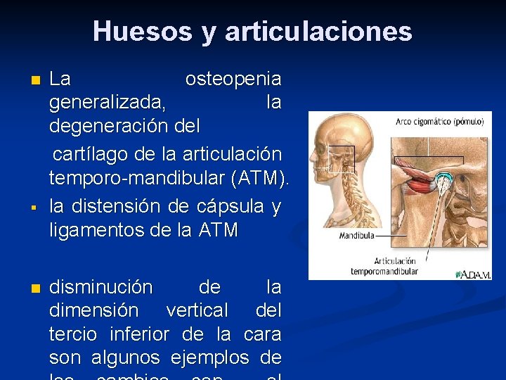 Huesos y articulaciones La osteopenia generalizada, la degeneración del cartílago de la articulación temporo-mandibular