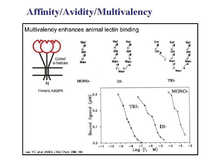 Affinity/Avidity/Multivalency 