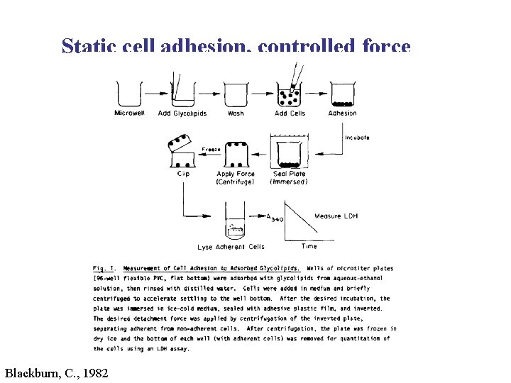 Static cell adhesion, controlled force Blackburn, C. , 1982 