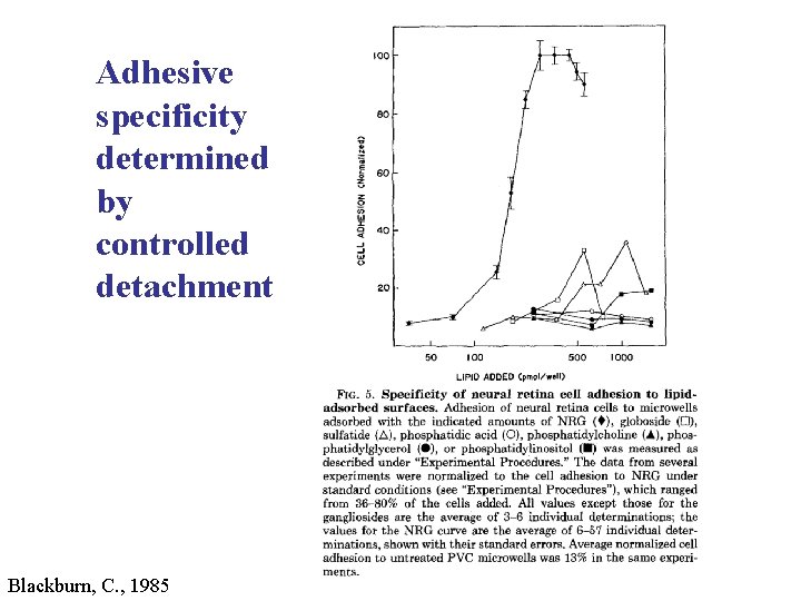 Adhesive specificity determined by controlled detachment Blackburn, C. , 1985 