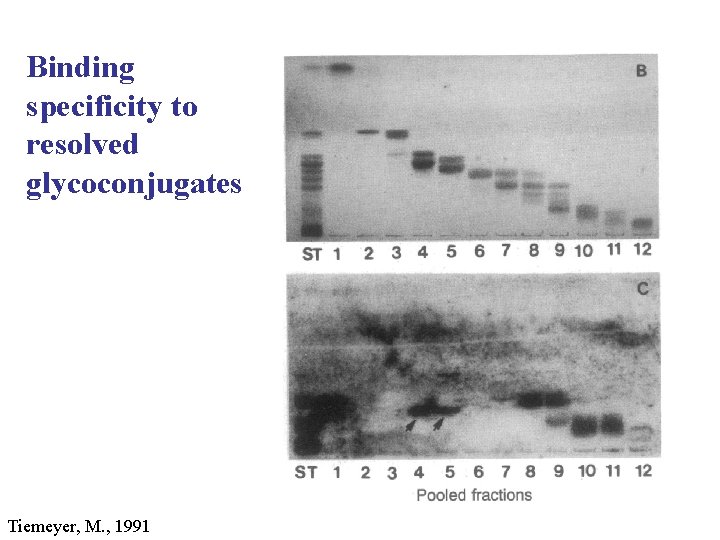 Binding specificity to resolved glycoconjugates Tiemeyer, M. , 1991 