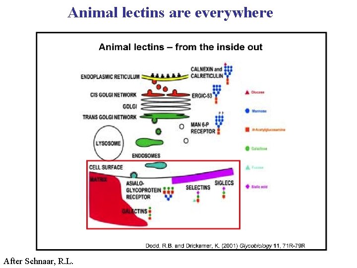 Animal lectins are everywhere After Schnaar, R. L. 