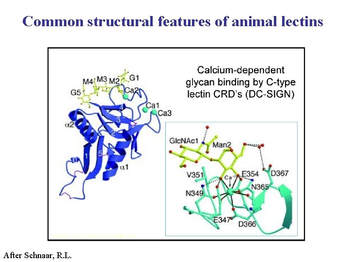 Common structural features of animal lectins After Schnaar, R. L. 