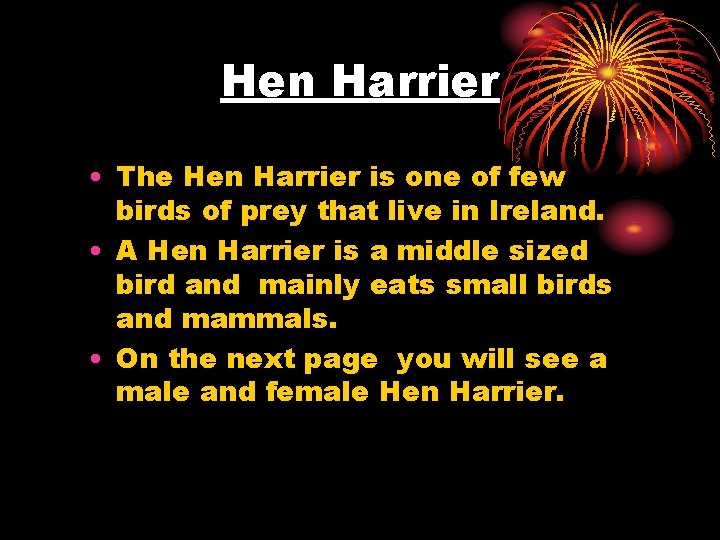 Hen Harrier • The Hen Harrier is one of few birds of prey that