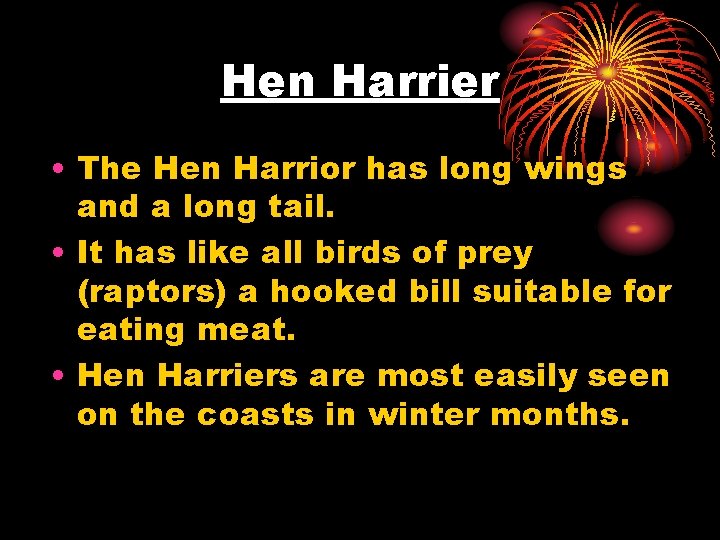 Hen Harrier • The Hen Harrior has long wings and a long tail. •