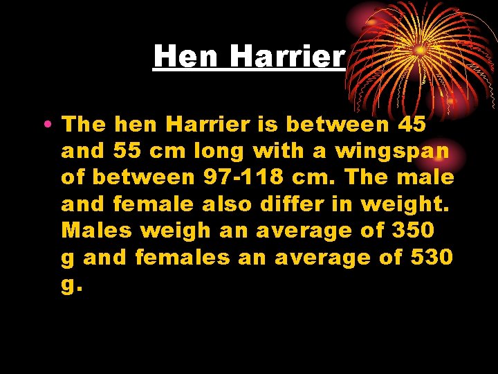 Hen Harrier • The hen Harrier is between 45 and 55 cm long with