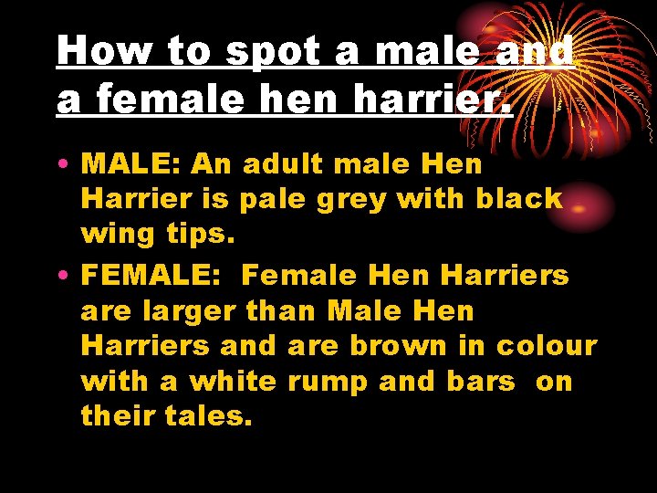 How to spot a male and a female hen harrier. • MALE: An adult