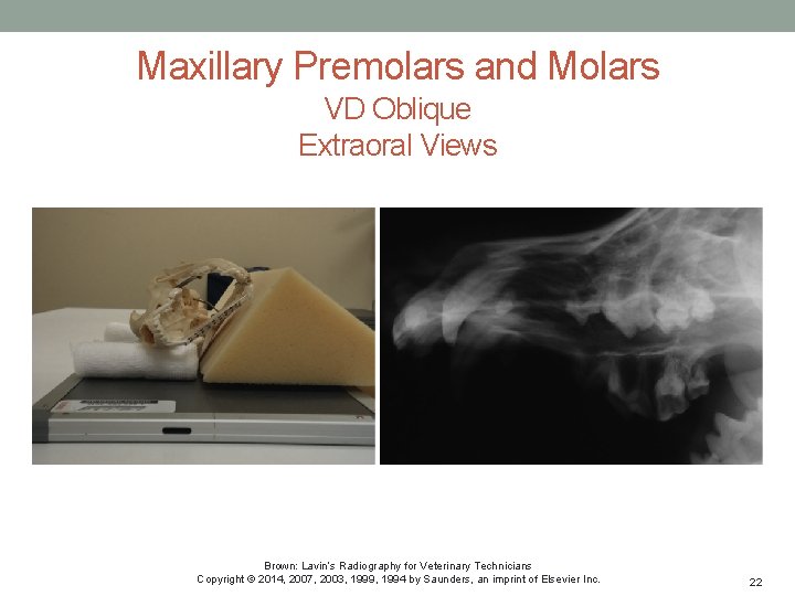 Maxillary Premolars and Molars VD Oblique Extraoral Views Brown: Lavin’s Radiography for Veterinary Technicians
