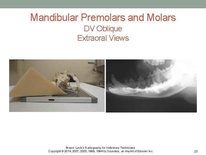 Mandibular Premolars and Molars DV Oblique Extraoral Views Brown: Lavin’s Radiography for Veterinary Technicians