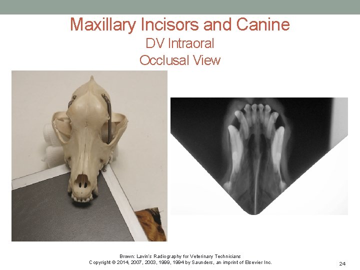 Maxillary Incisors and Canine DV Intraoral Occlusal View Brown: Lavin’s Radiography for Veterinary Technicians