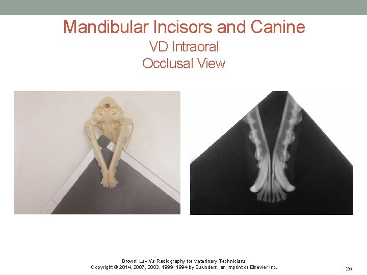 Mandibular Incisors and Canine VD Intraoral Occlusal View Brown: Lavin’s Radiography for Veterinary Technicians