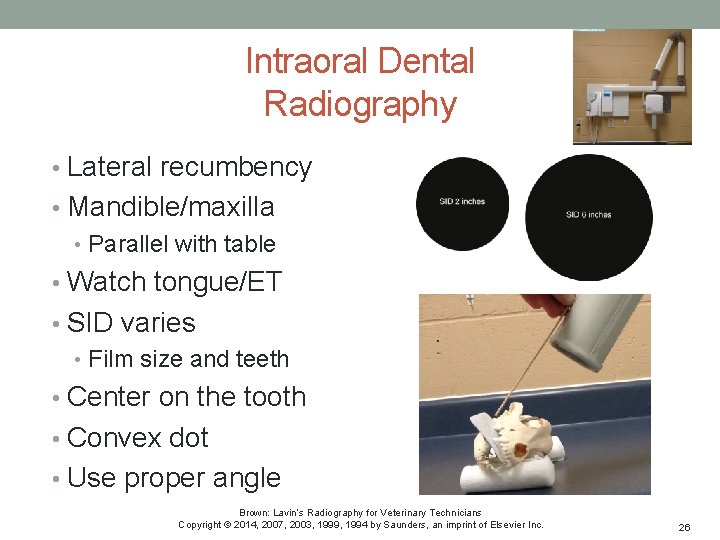 Intraoral Dental Radiography • Lateral recumbency • Mandible/maxilla • Parallel with table • Watch