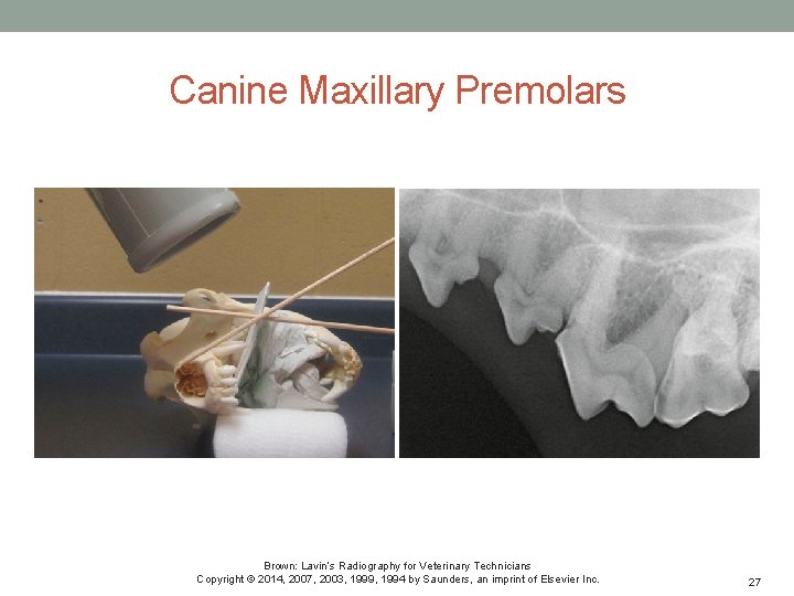 Canine Maxillary Premolars Brown: Lavin’s Radiography for Veterinary Technicians Copyright © 2014, 2007, 2003,