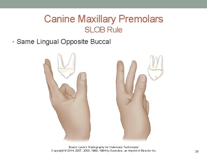 Canine Maxillary Premolars SLOB Rule • Same Lingual Opposite Buccal Brown: Lavin’s Radiography for