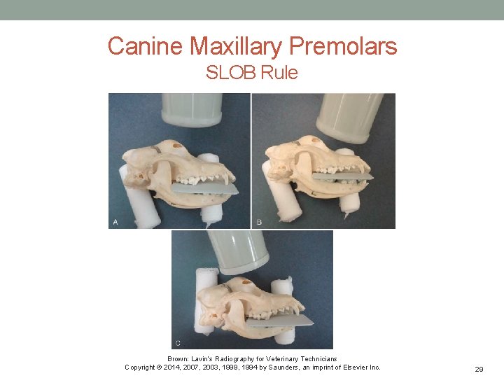 Canine Maxillary Premolars SLOB Rule Brown: Lavin’s Radiography for Veterinary Technicians Copyright © 2014,