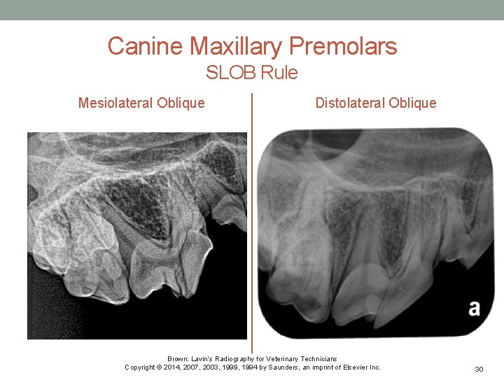 Canine Maxillary Premolars SLOB Rule Mesiolateral Oblique Distolateral Oblique Brown: Lavin’s Radiography for Veterinary
