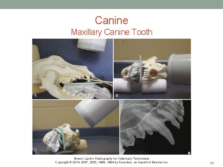 Canine Maxillary Canine Tooth Brown: Lavin’s Radiography for Veterinary Technicians Copyright © 2014, 2007,