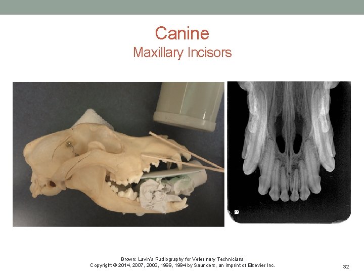 Canine Maxillary Incisors Brown: Lavin’s Radiography for Veterinary Technicians Copyright © 2014, 2007, 2003,