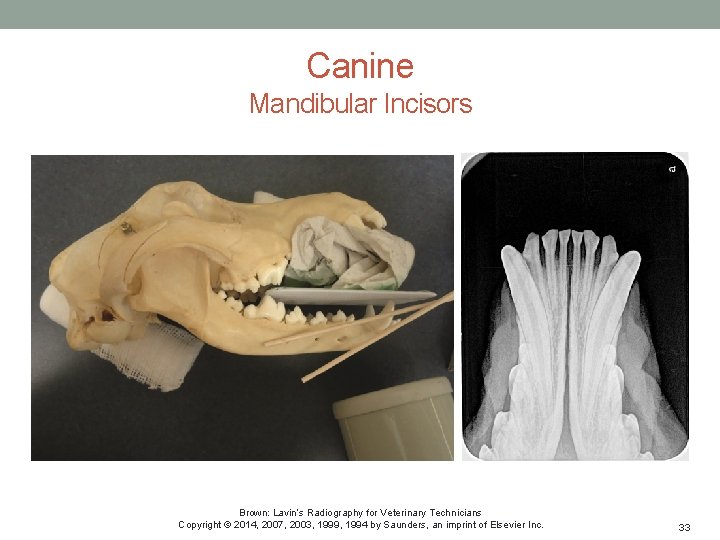 Canine Mandibular Incisors Brown: Lavin’s Radiography for Veterinary Technicians Copyright © 2014, 2007, 2003,