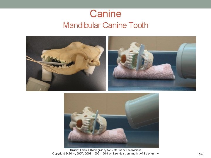 Canine Mandibular Canine Tooth Brown: Lavin’s Radiography for Veterinary Technicians Copyright © 2014, 2007,