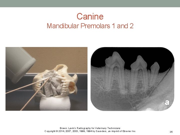 Canine Mandibular Premolars 1 and 2 Brown: Lavin’s Radiography for Veterinary Technicians Copyright ©