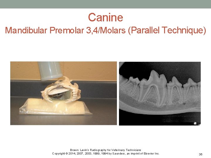 Canine Mandibular Premolar 3, 4/Molars (Parallel Technique) Brown: Lavin’s Radiography for Veterinary Technicians Copyright