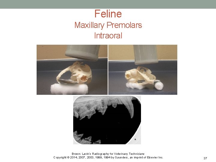 Feline Maxillary Premolars Intraoral Brown: Lavin’s Radiography for Veterinary Technicians Copyright © 2014, 2007,