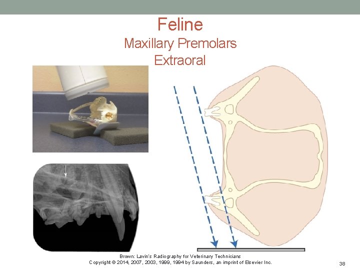 Feline Maxillary Premolars Extraoral Brown: Lavin’s Radiography for Veterinary Technicians Copyright © 2014, 2007,