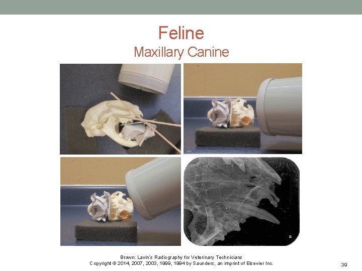 Feline Maxillary Canine Brown: Lavin’s Radiography for Veterinary Technicians Copyright © 2014, 2007, 2003,