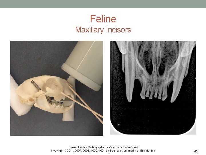 Feline Maxillary Incisors Brown: Lavin’s Radiography for Veterinary Technicians Copyright © 2014, 2007, 2003,