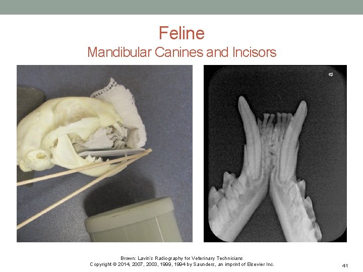 Feline Mandibular Canines and Incisors Brown: Lavin’s Radiography for Veterinary Technicians Copyright © 2014,