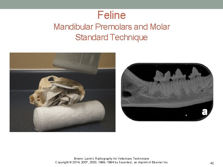 Feline Mandibular Premolars and Molar Standard Technique Brown: Lavin’s Radiography for Veterinary Technicians Copyright