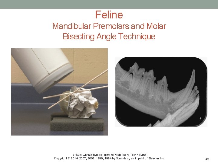 Feline Mandibular Premolars and Molar Bisecting Angle Technique Brown: Lavin’s Radiography for Veterinary Technicians
