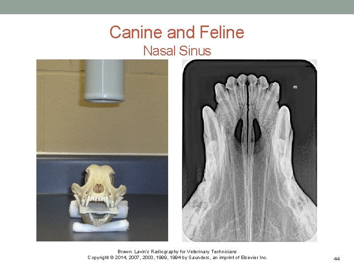 Canine and Feline Nasal Sinus Brown: Lavin’s Radiography for Veterinary Technicians Copyright © 2014,