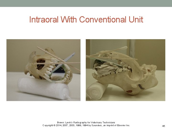 Intraoral With Conventional Unit Brown: Lavin’s Radiography for Veterinary Technicians Copyright © 2014, 2007,
