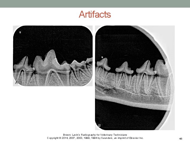 Artifacts Brown: Lavin’s Radiography for Veterinary Technicians Copyright © 2014, 2007, 2003, 1999, 1994