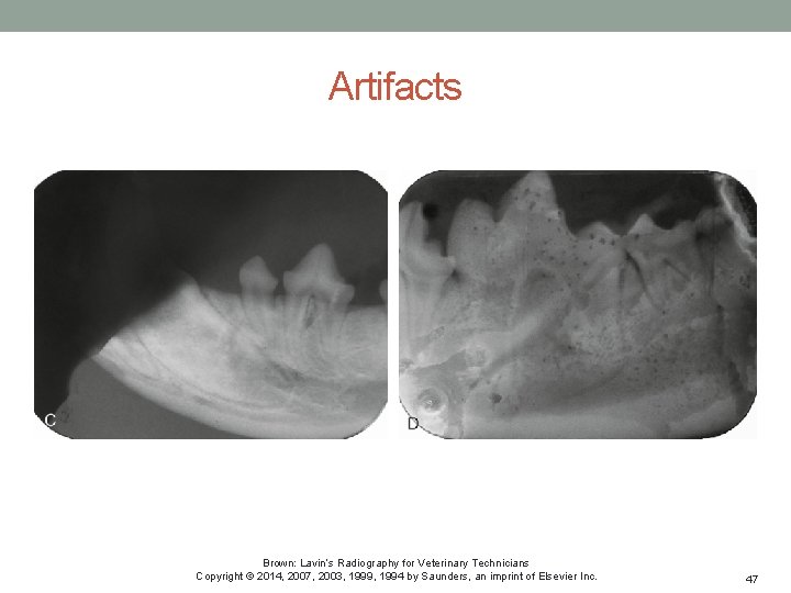 Artifacts Brown: Lavin’s Radiography for Veterinary Technicians Copyright © 2014, 2007, 2003, 1999, 1994