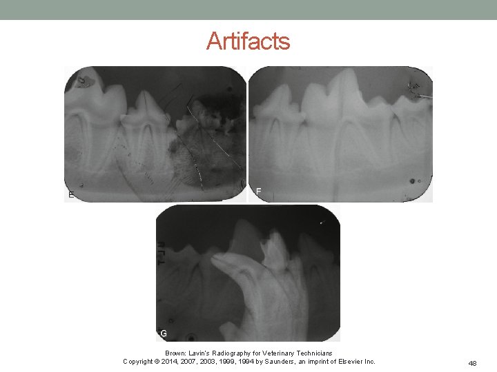 Artifacts Brown: Lavin’s Radiography for Veterinary Technicians Copyright © 2014, 2007, 2003, 1999, 1994