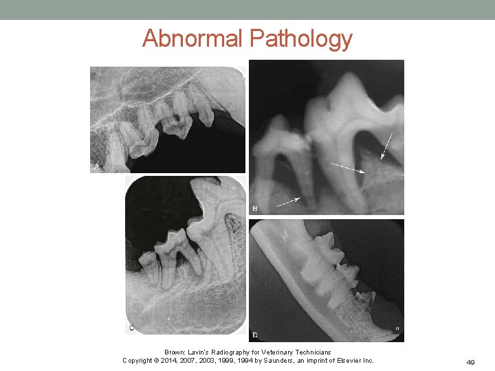 Abnormal Pathology Brown: Lavin’s Radiography for Veterinary Technicians Copyright © 2014, 2007, 2003, 1999,