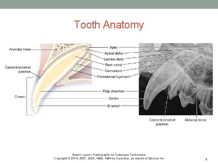 Tooth Anatomy Brown: Lavin’s Radiography for Veterinary Technicians Copyright © 2014, 2007, 2003, 1999,