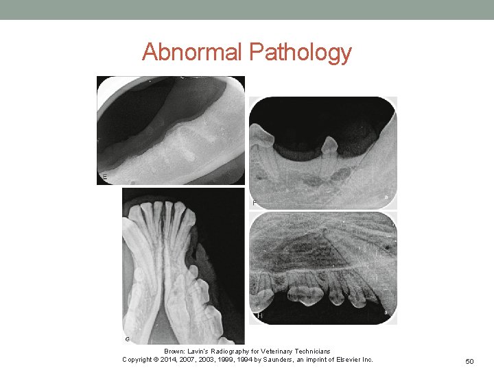 Abnormal Pathology Brown: Lavin’s Radiography for Veterinary Technicians Copyright © 2014, 2007, 2003, 1999,